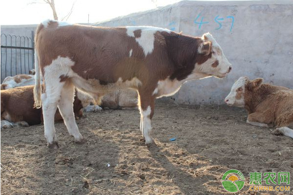 淺談提高肉牛養(yǎng)殖成活率的措施