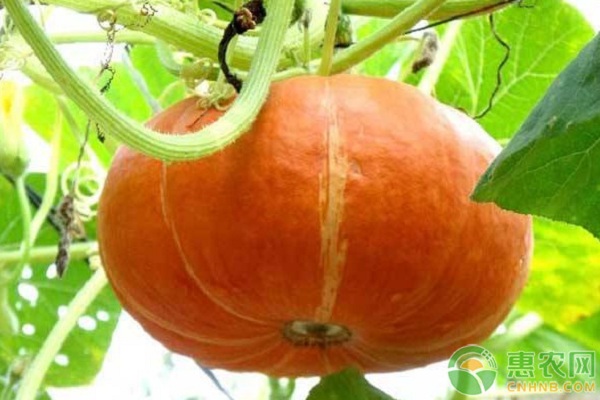 南瓜套種玉米高產(chǎn)栽培技術(shù)