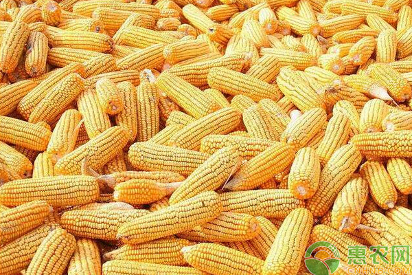 南瓜套種玉米高產(chǎn)栽培技術(shù)