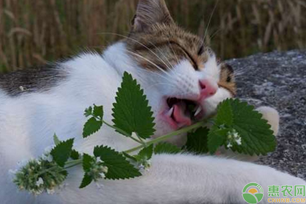 貓薄荷怎么種?