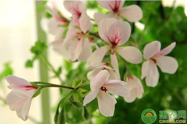 盆栽天竺葵的養(yǎng)殖方法及日常養(yǎng)護(hù)指南
