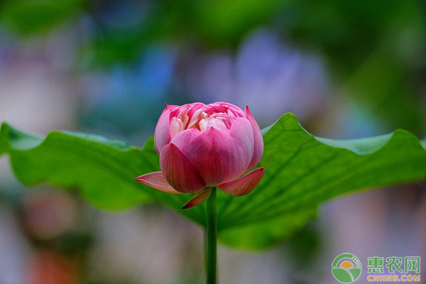 碗蓮不開花怎么辦？碗蓮不開花的原因及解決方法