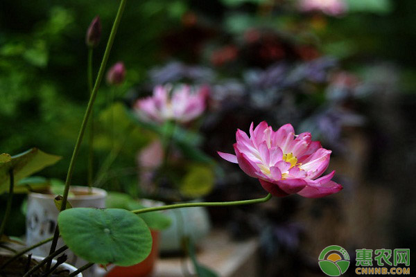 碗蓮不開花怎么辦？碗蓮不開花的原因及解決方法