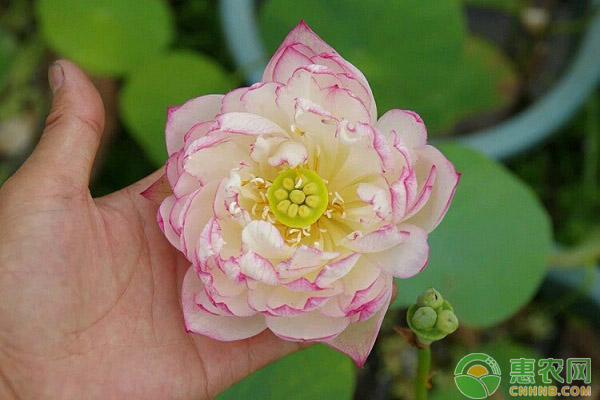 碗蓮不開花怎么辦？碗蓮不開花的原因及解決方法