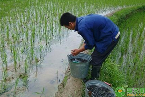 稻田養(yǎng)魚(yú)病蟲(chóng)害防治科學(xué)管理技巧