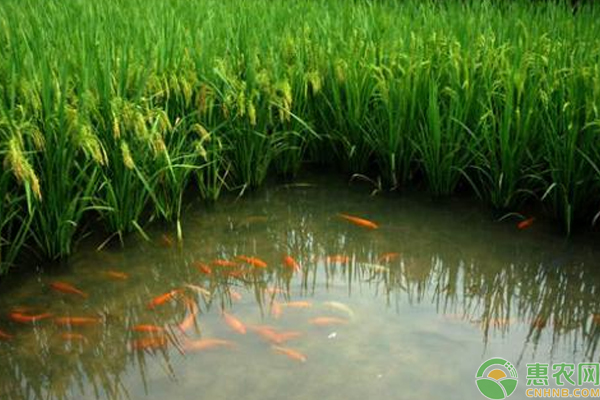 淺談稻田養(yǎng)魚(yú)曬田、追肥、養(yǎng)魚(yú)科學(xué)管理技巧