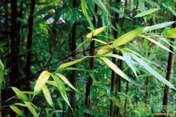 觀賞竹新品種“紫玉”育苗及栽培技術(shù)要點(diǎn)