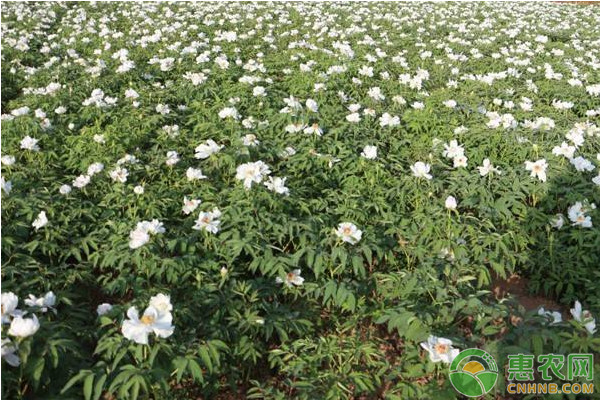 初探重慶地區(qū)油用牡丹種植氣候論證及區(qū)劃