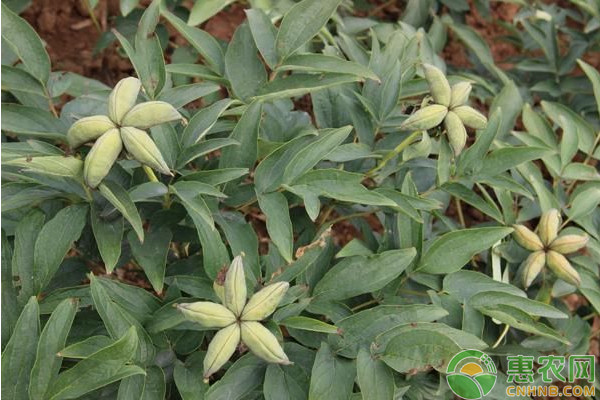 初探重慶地區(qū)油用牡丹種植氣候論證及區(qū)劃
