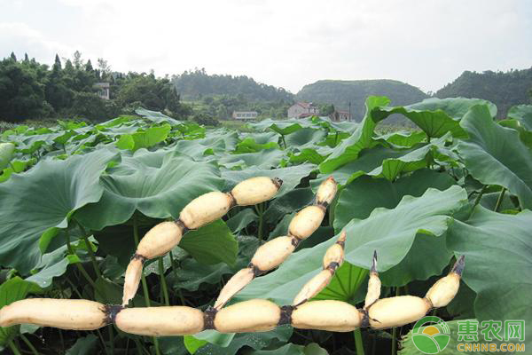 白嫩蓮藕怎么種？有機(jī)蓮藕的種植管理技術(shù)