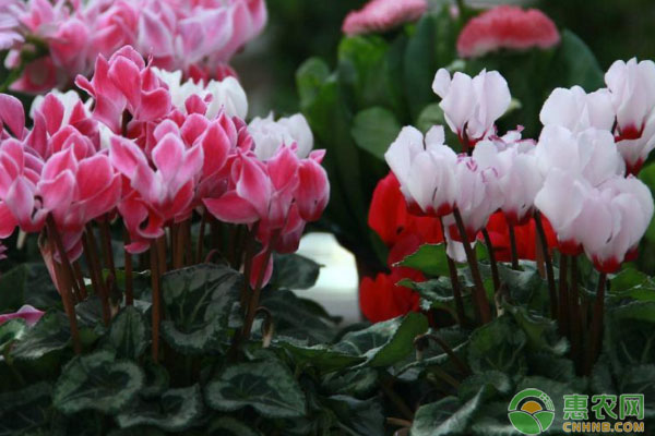 仙客來(lái)和一品紅冬季栽培養(yǎng)護(hù)技巧