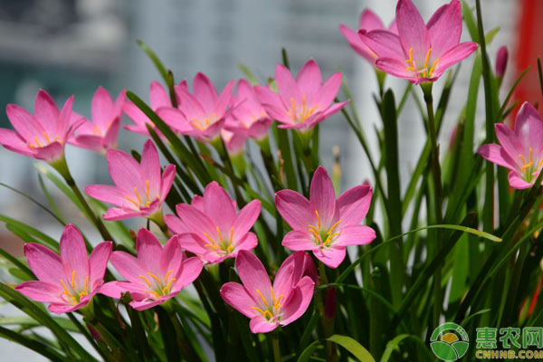 風(fēng)雨蘭養(yǎng)護(hù)