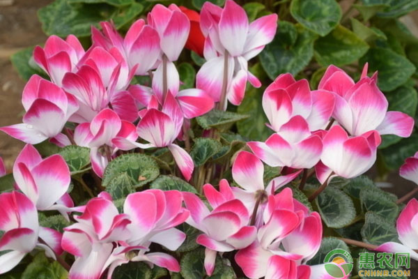 仙客來(lái)和一品紅冬季栽培養(yǎng)護(hù)技巧
