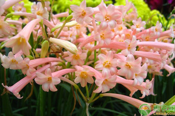 垂筒花養(yǎng)護(hù)
