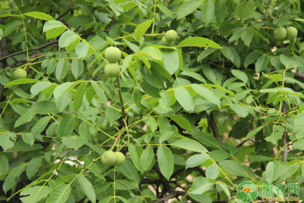 长治市沁县丘陵山区核桃园夏季管理主要技术