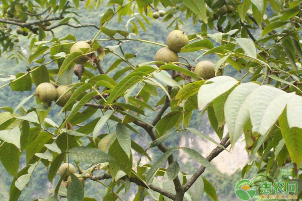 长治市沁县丘陵山区核桃园夏季管理主要技术