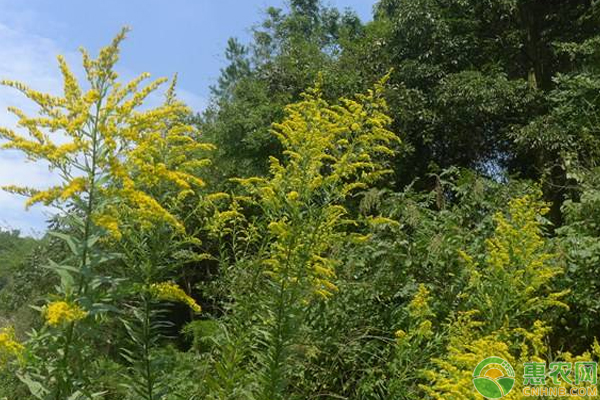 浅谈中药材一枝黄花的病虫害防治技巧