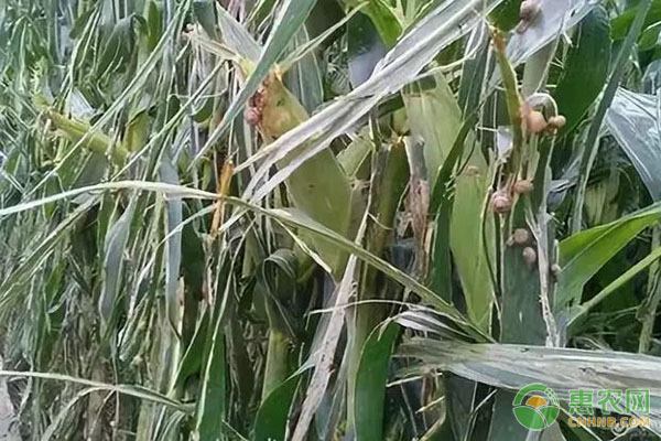 玉米地蝸牛防治方法