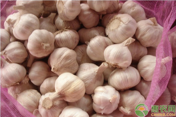 大蒜種植如何才能實(shí)現(xiàn)高產(chǎn)？大蒜高產(chǎn)栽培管理技術(shù)要點(diǎn)