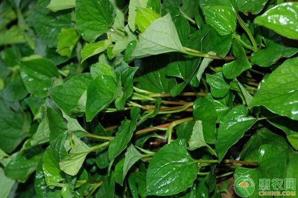 竹林套種魚(yú)腥草栽培技術(shù)