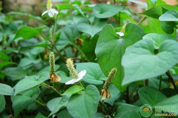 竹林套種魚(yú)腥草栽培技術(shù)
