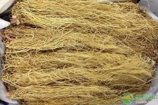 中药辽细辛生物学特性及栽培技术