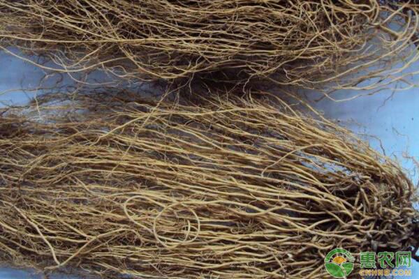 中药辽细辛生物学特性及栽培技术