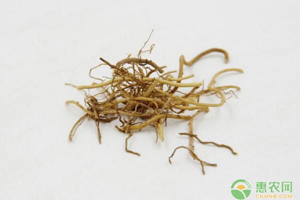 中药辽细辛生物学特性及栽培技术