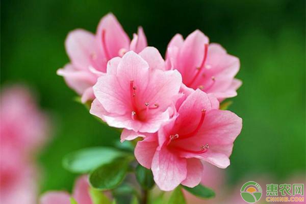 花卉養(yǎng)殖妙招