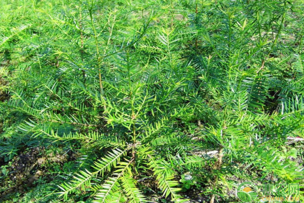 香榧的生物学特性及节本速生栽培技术