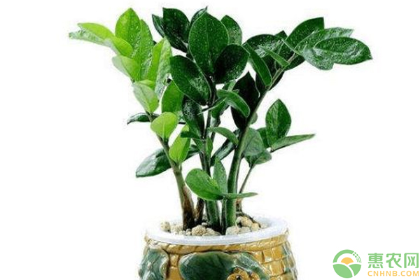 水培金錢樹盆景和養(yǎng)護(hù)管理技巧