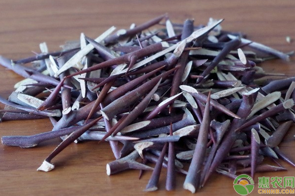 淺談高效益皂莢采刺林栽培技術(shù)