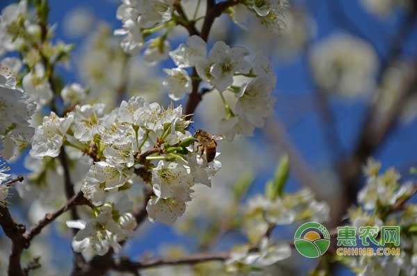 基金項(xiàng)目：李樹根瘤病發(fā)病癥狀及綜合防治措施