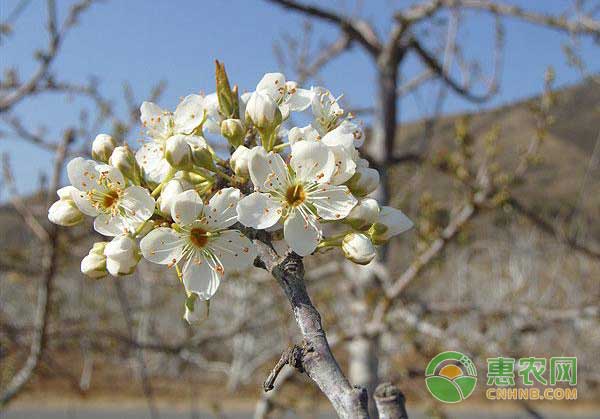 基金項(xiàng)目：李樹根瘤病發(fā)病癥狀及綜合防治措施