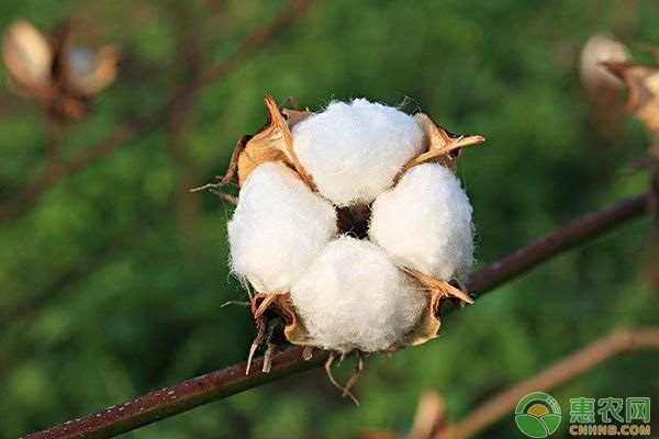 棉花種植如何打頂？棉花打頂?shù)奶镩g管理要點(diǎn)