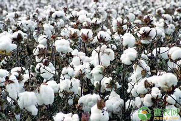 棉花種植如何打頂？棉花打頂?shù)奶镩g管理要點(diǎn)