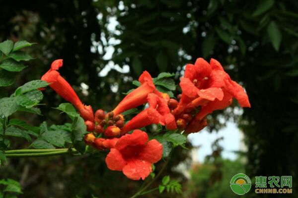 “活血散瘀”凌霄花盆景養(yǎng)護(hù)指南