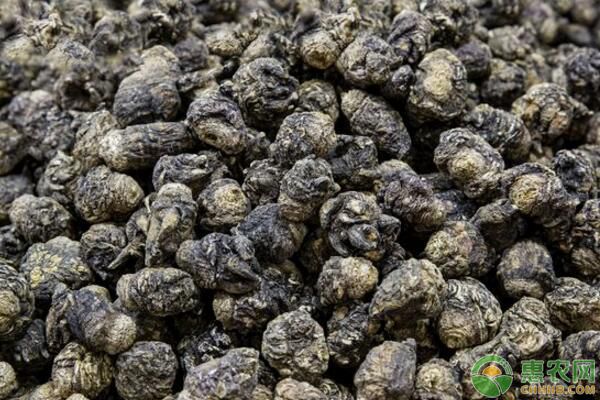 長江中下游地區(qū)大棚瑪卡種植技術