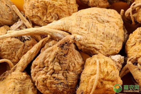 長江中下游地區(qū)大棚瑪卡種植技術