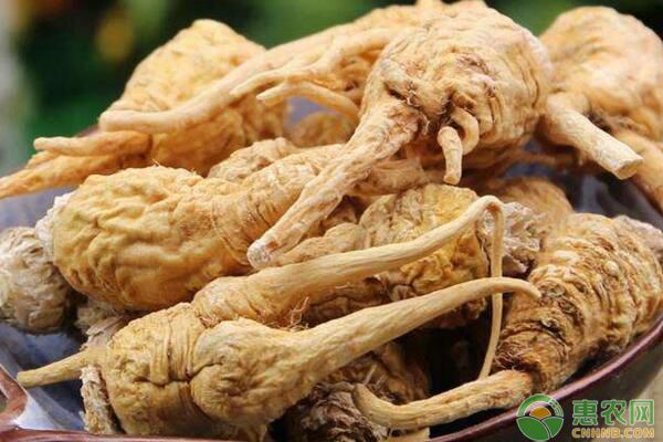 長江中下游地區(qū)大棚瑪卡種植技術