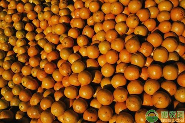 雜柑 ‘紅美人’在福州的引種表現(xiàn)及主要栽培技術