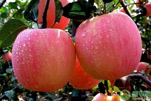 煙富8號蘋果