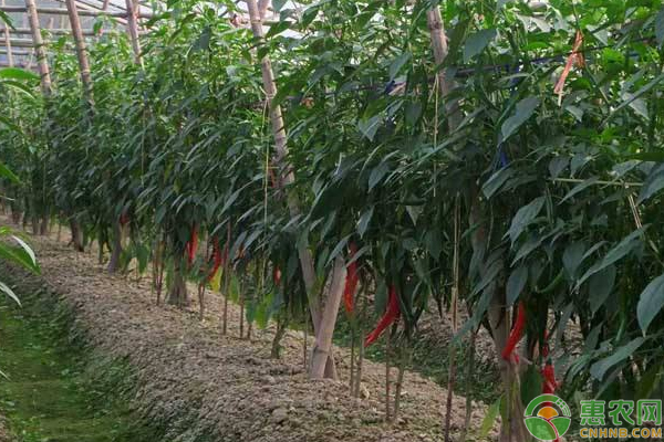 淺談北方地區(qū)辣椒剪枝再生果枝栽培技術(shù)