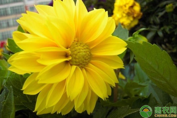 小丽花怎么栽培?浅谈盆栽小丽花繁殖及栽培管理技巧 小丽花怎么栽培?浅谈盆栽小丽花繁殖及栽培管理技巧-图片版权归惠农网所有
