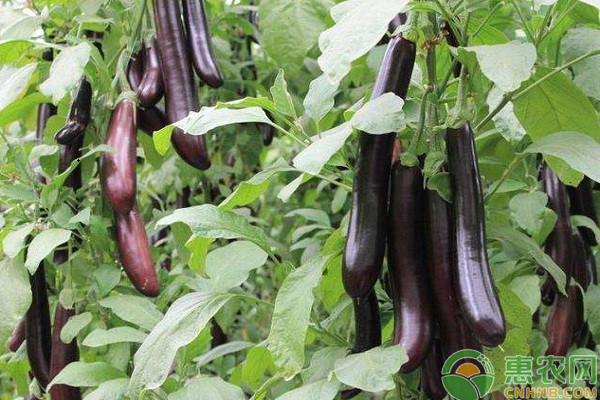 炎熱夏季，蔬菜如何管理能高產(chǎn)？專家說：這六點很關(guān)鍵！