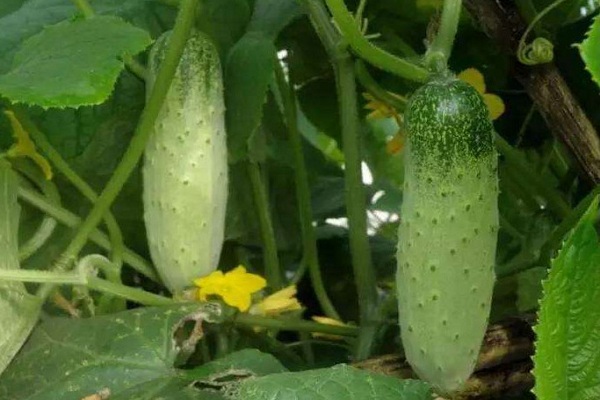 炎熱夏季，蔬菜如何管理能高產(chǎn)？專家說：這六點很關(guān)鍵！