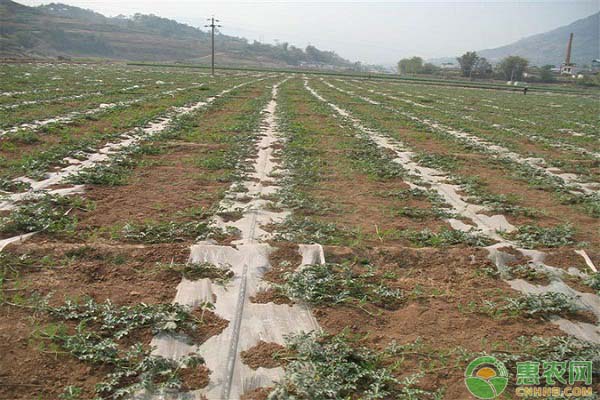 北方地區(qū)無公害地膜西瓜栽培技術