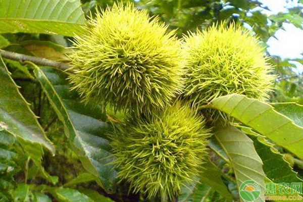 淺談天水市板栗雙芽腹接育苗技術(shù)