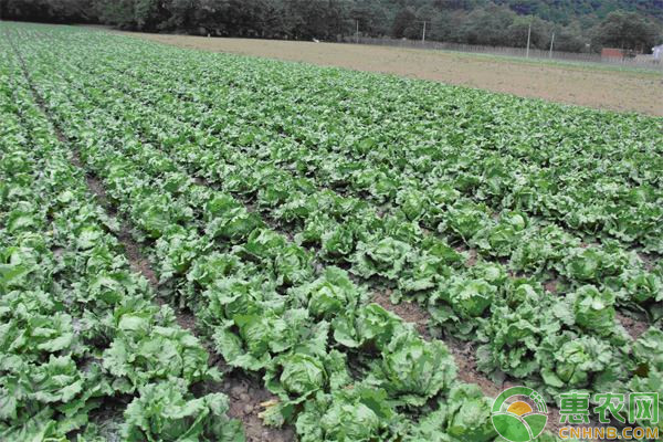 生菜的生物特性及高效種植方法