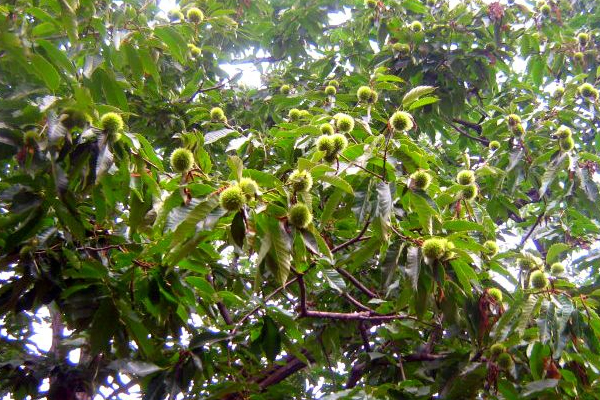 天水市板栗雙芽腹接育苗技術(shù)